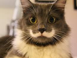 picture of a cat with a fur moustache